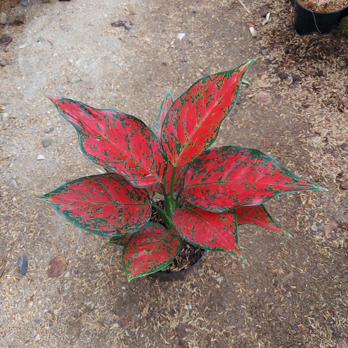 Aglonema Red King