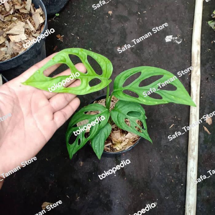 Paket 4 Hemat Tanaman hias Monstera