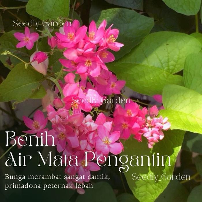 Seedly plant - 10 Butir Benih Bunga Air Mata Pengantin Merah