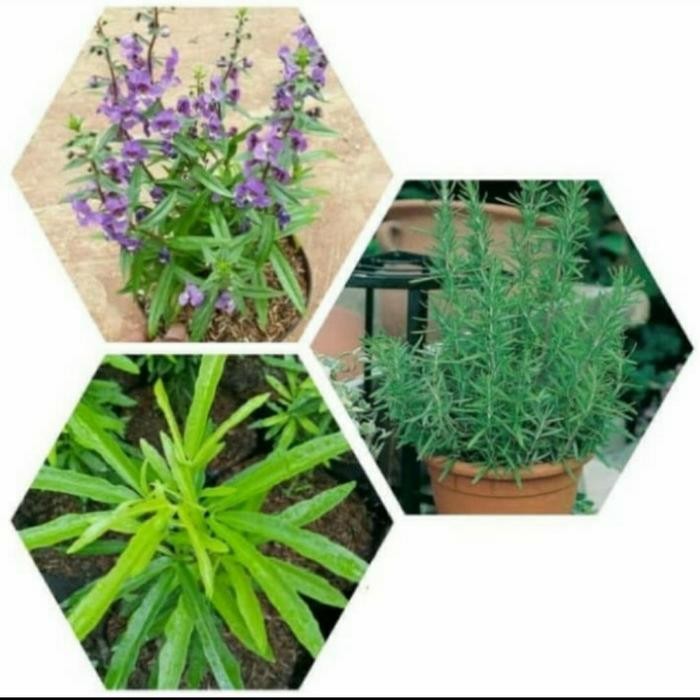 

3 paket tanaman pengusir nyamuk