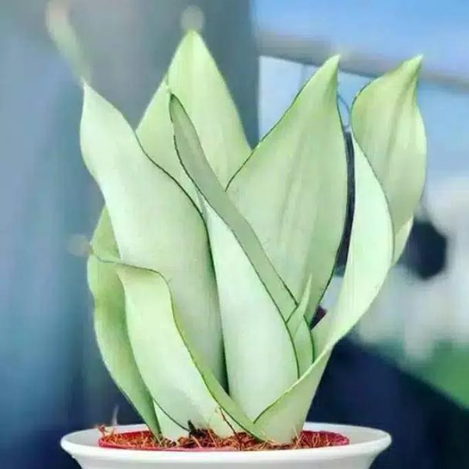 

tanaman lidah mertua. sensivera moonshine.