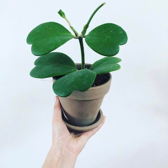 SM- TANAMAN HIAS HOYA LOVE + POT PUTIH / TANAMAN HOYA KERRII