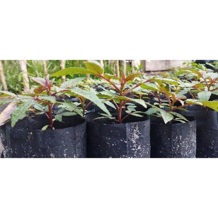 TERLENGKAP bibit andaliman bibit tuba bibit ittir ittir harus baca depyli 6928uh