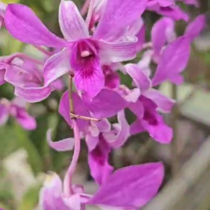 TERJAMIN keiki anggrek jaquelin. Anggrek jadulan kolektor.