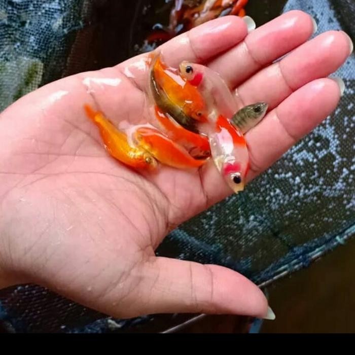 Anakan Ikan Mas / Ikan Mas Kecil Ukuran 1 Liter Pakan Ikan Predator