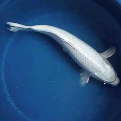 Ikan Koi Platinum Ukuran 20-22Cm Hiasan Kolam Rumah