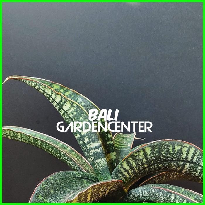 Tanaman Hias Sansevieria Fischeri - Sansevieria Fischeri
