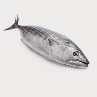 

Pilihan- Ikan Tongkol Segar 500Gr