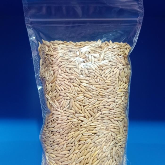 Pilihan- Haver Seed Kulit 500Gr - Pakan Burung Kenari Lovebird Sunconure Afgrey