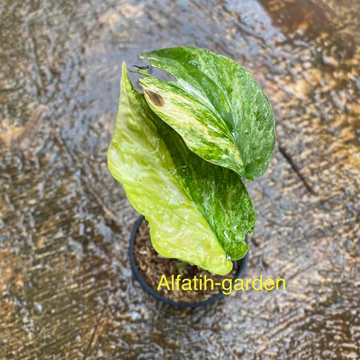 amydrium zippelianum yellow variegata