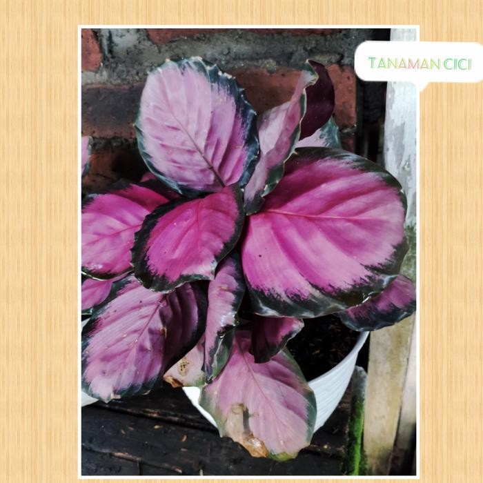 Calathea Crimson besar rimbun on pot putih best seller