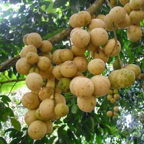 Flash Sale - 4 Bibit Benih Buah Kokosan Mix