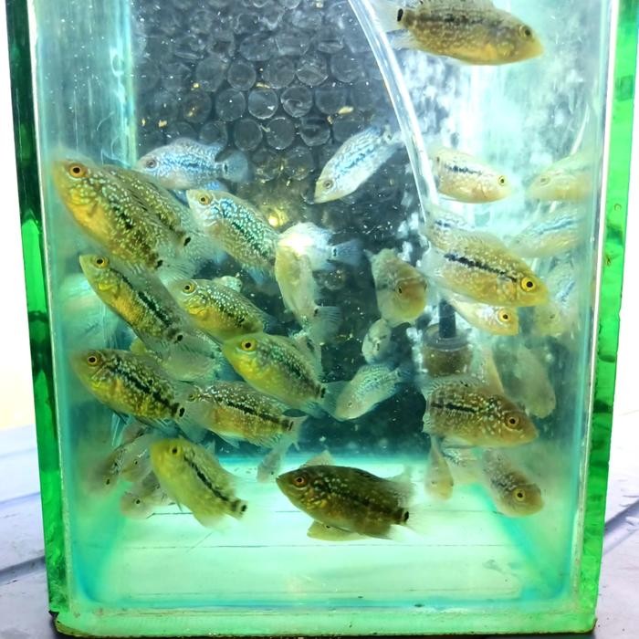 Burayak Louhan Line Kamfa F3 Terbatas