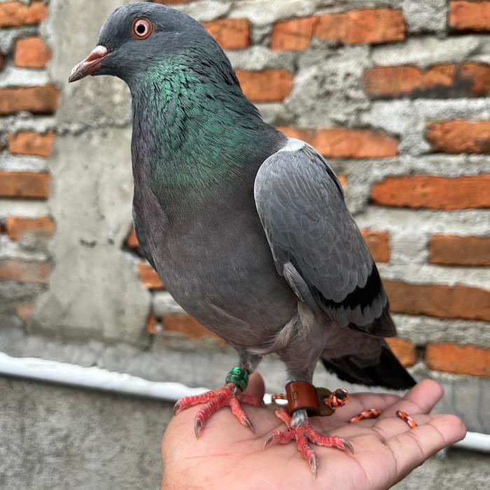 Angklet Burung Hantu Merpati Gagak Elang Bubo Bufy BOP