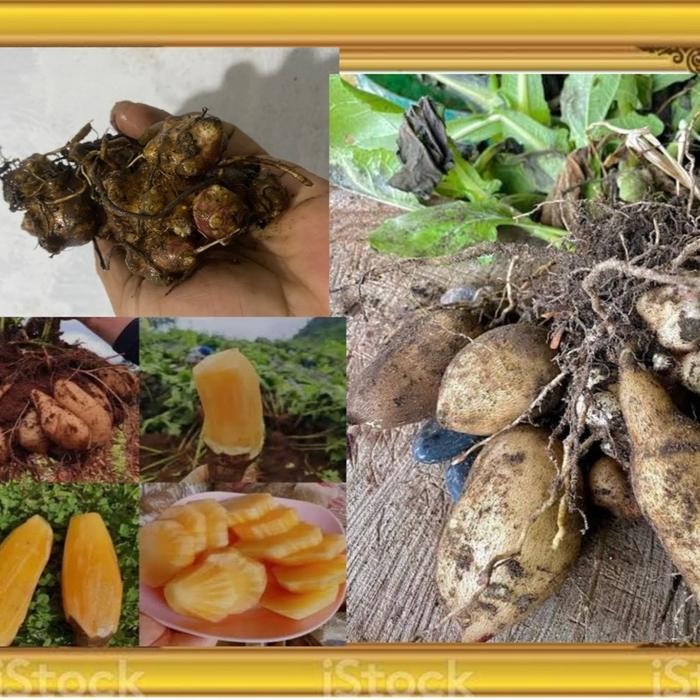 Benih rimpang umbi yakon siap semai - tanaman langka kaya manfaat bagi kesehatan
