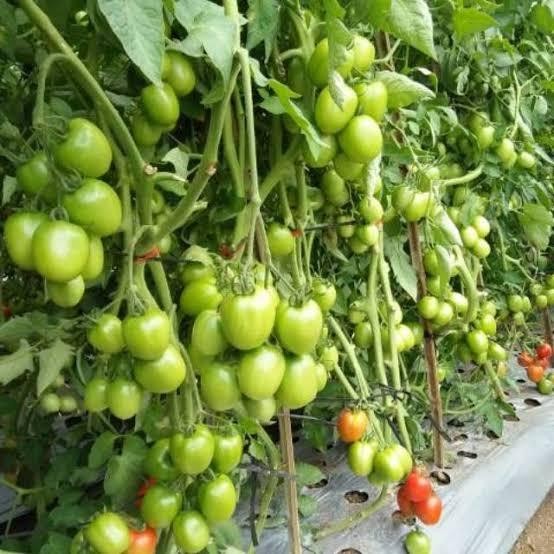 Bibit Tomat Unggul Cepat Berbuah Bibit Tomat Sayur Atau Tomat Buah