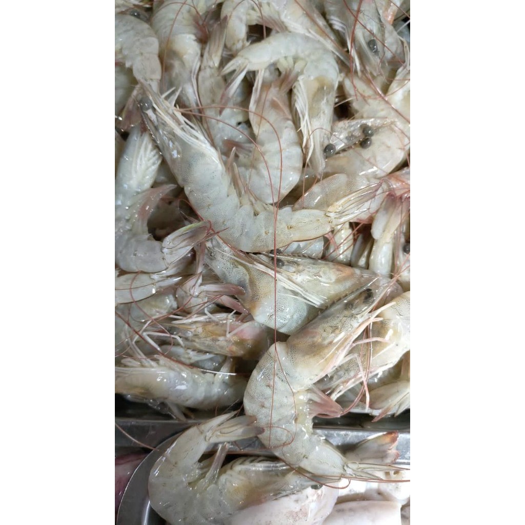 Eat77- Udang Besar Segar Udang Super Segar Udang 1 Kg Udang Super