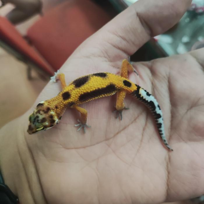 leopard gecko baby data lengkap sehat dan lincah aktiv