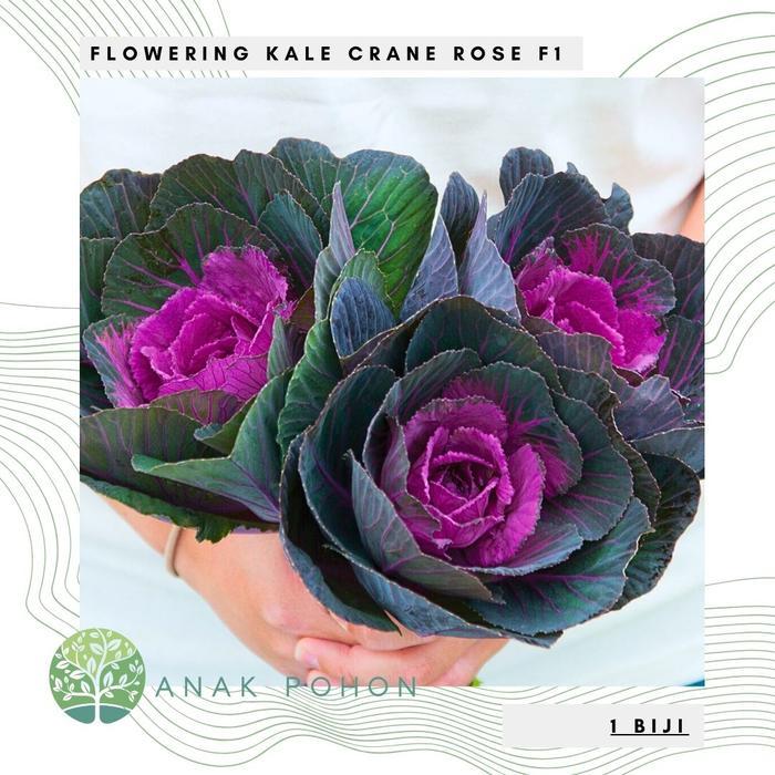 Benih Bibit Biji - Flowering Kale Crane Rose F1 Kale Ornamental Seeds - IMPORT - Kale Ornamental