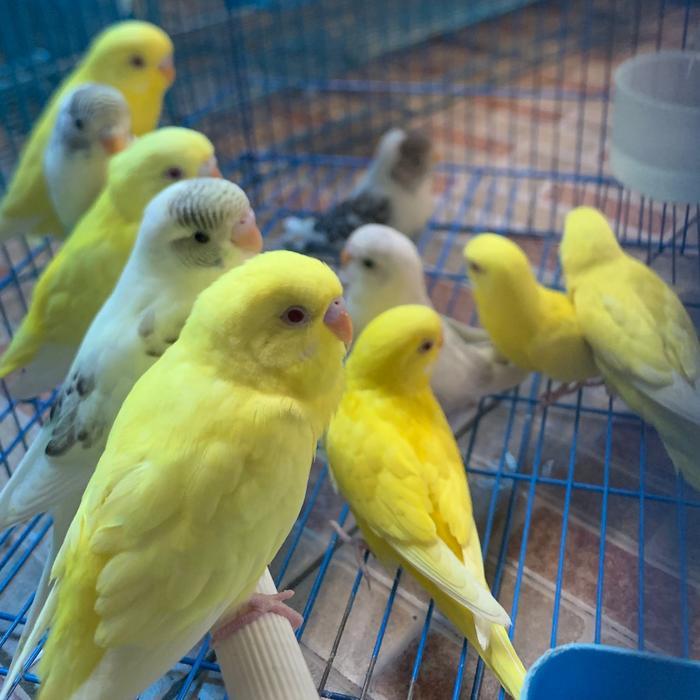 Jayus - Burung Parrot Parkit Warna Warni Jantan Betina Hiasan Aviary