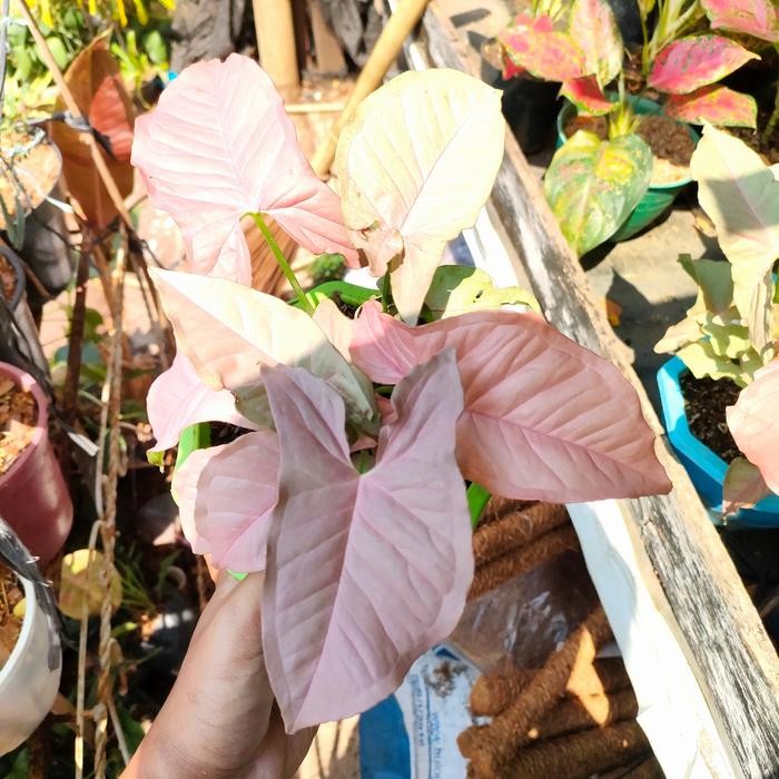 

tanaman hias syngonium pink murah