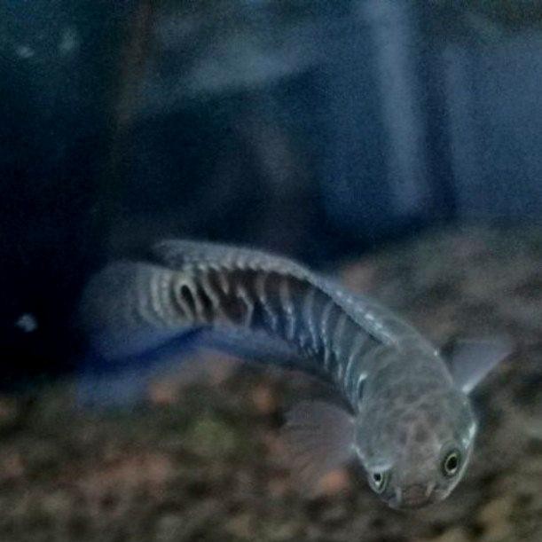 CHANNA ASIATIKA WS PURE GRADE A SIZE 5/6 CM FULL MUTIARA CALONGONDRONG