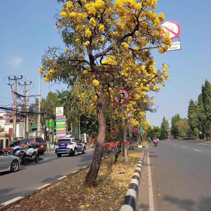 TERMURAH Tabebuya kuning ukuran besar tinggi 4-5 meter