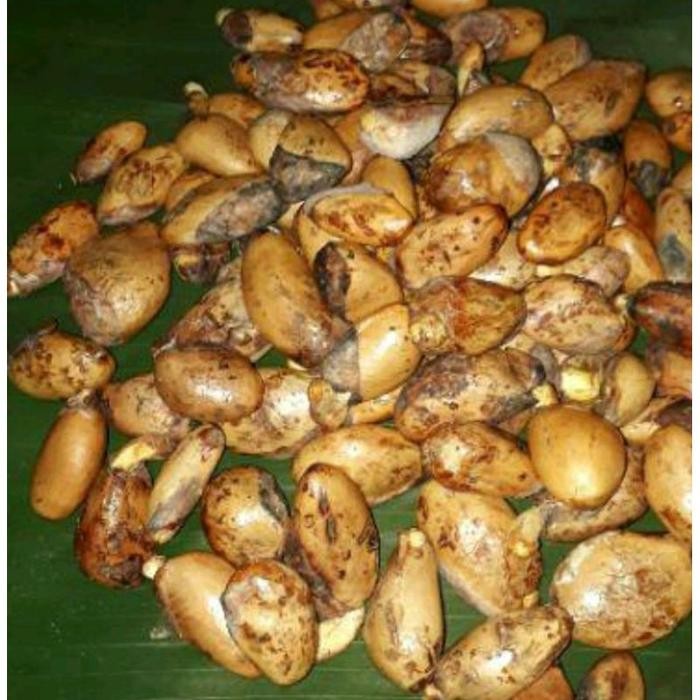 SALE BIJI DURIAN LOKAL UNTUK BAHAN OKULASI OKULASIAN DURIAN