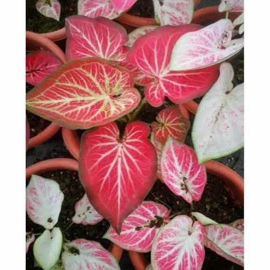 OBRAL Caladium/Keladi Rich of Thai /ROT