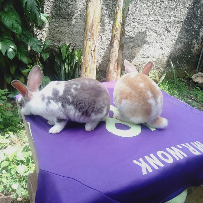 Stok Baru Kelinci hias Rex bulu karpet anakan sepasang (21).