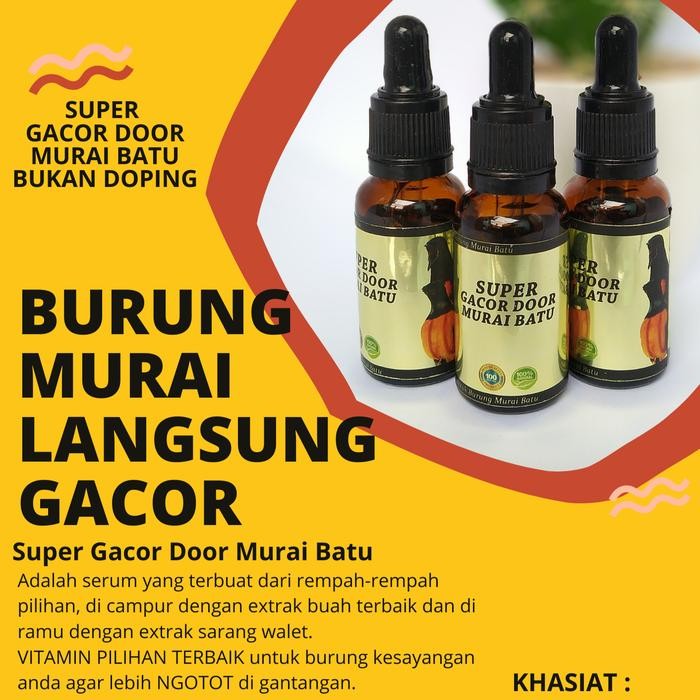 ces0- Penggacor Murai Batu Super Gacor Door Murai Batu Juara Gantang
