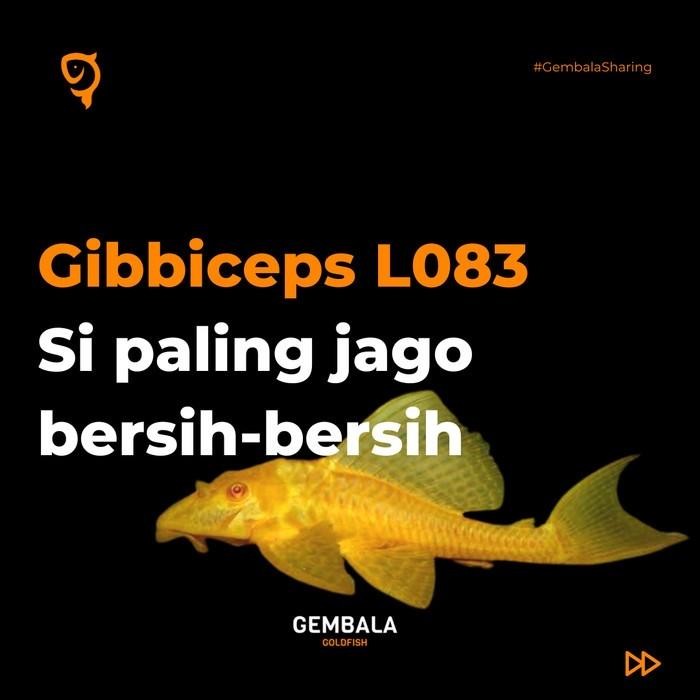 Gibbiceps Pleco Albino L083 Ikan Sapu-Sapu Gibbicep Gibicep Gibbiceps terlaris