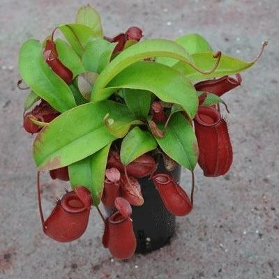 ID TANAMAN KANTONG KARNIVORA SEMAR TANAMAN HIAS