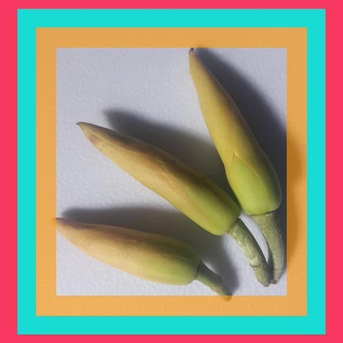 [ kembang kantil / bibit ]