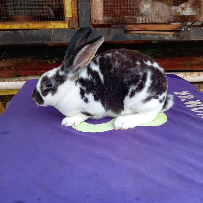 Kelinci Rex bulu karpet anakan (1).