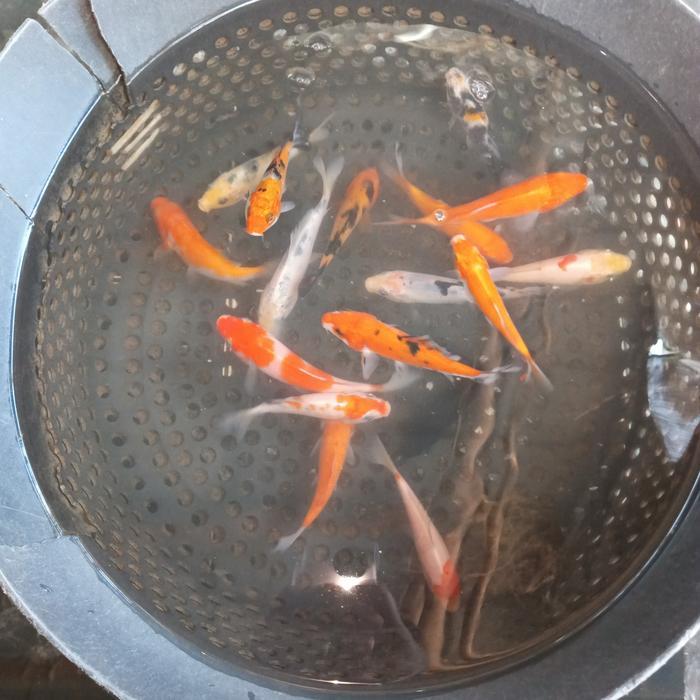 paket koi sanke kohaku 15 ekor
