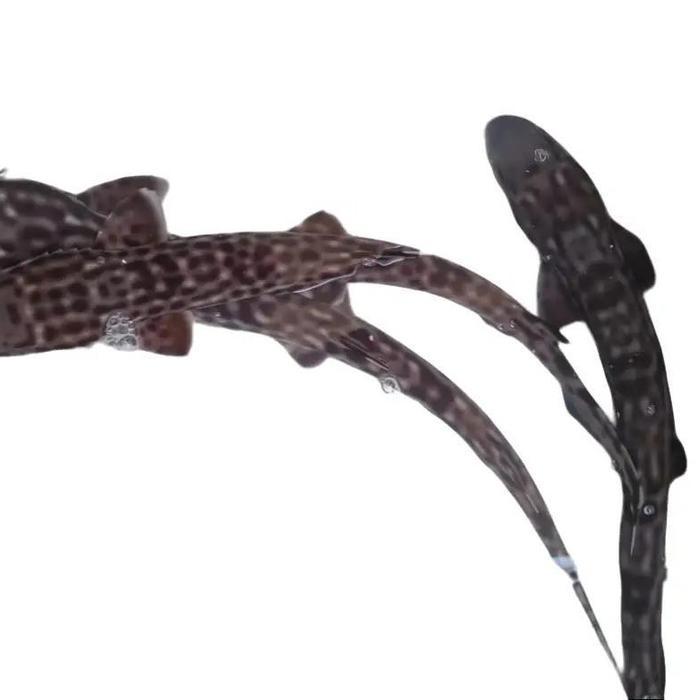 Hiu Tokek -- Ikan Hias Aquarium Air Laut