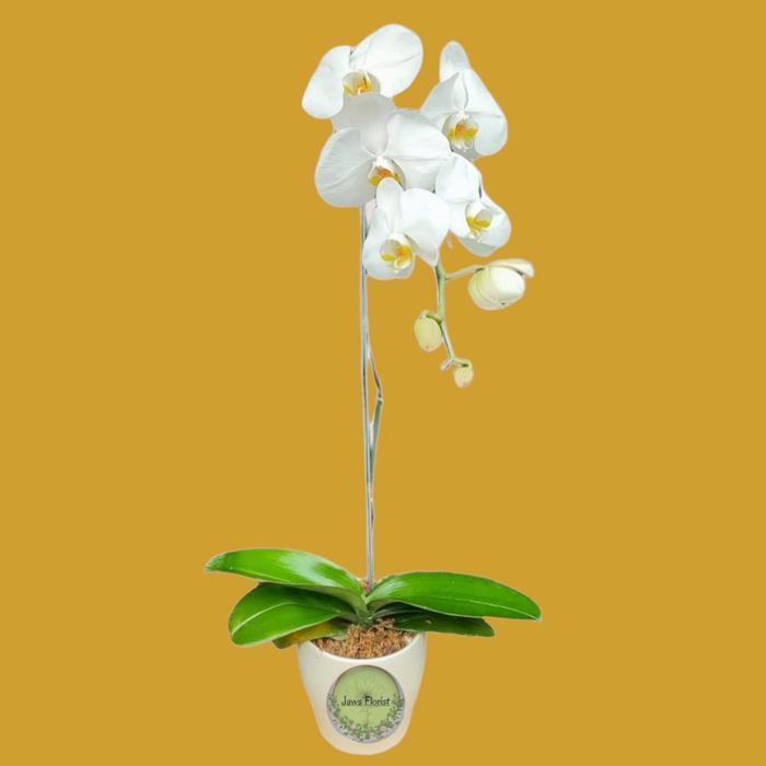 Baru Bunga Anggrek Bulan (1 Tangkai & Pot)