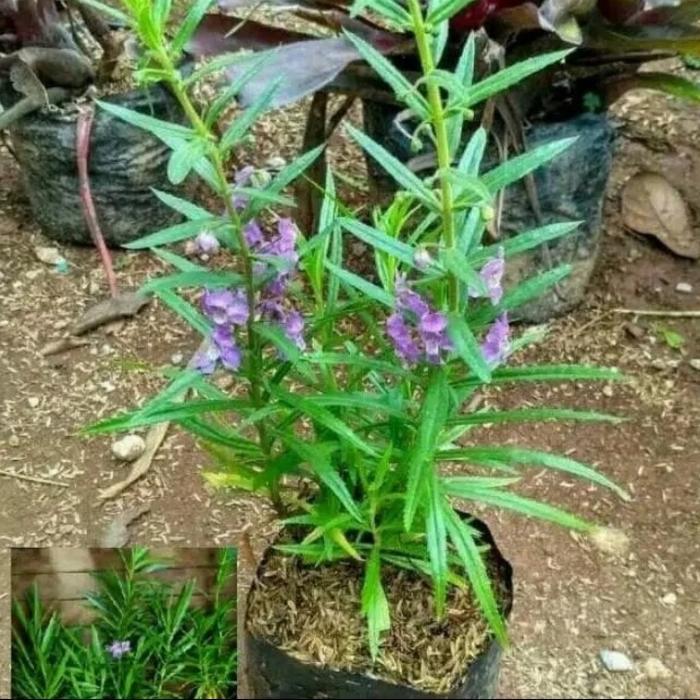 tanaman hias lafender 5 pisc