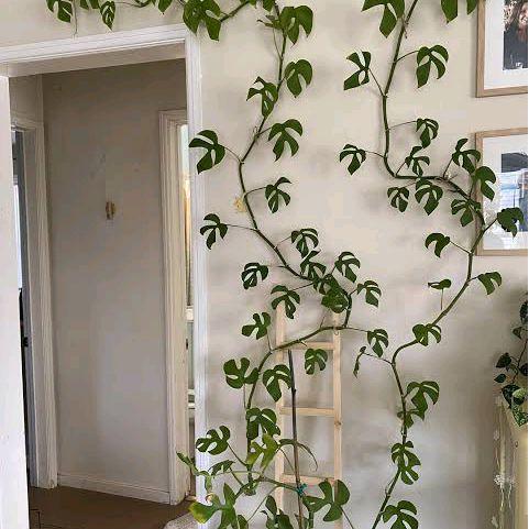 Rupa_Bagus Tanaan Monstera Mini - Monstera Rambat - Monstera Rapidopora Tetrasperma - Monstera