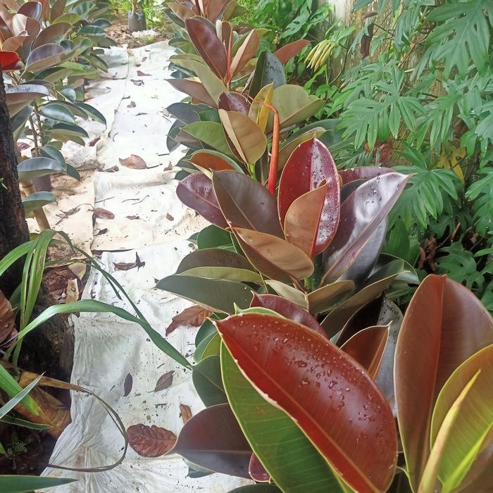 

Tanaman hias karet kebo merah 1meter