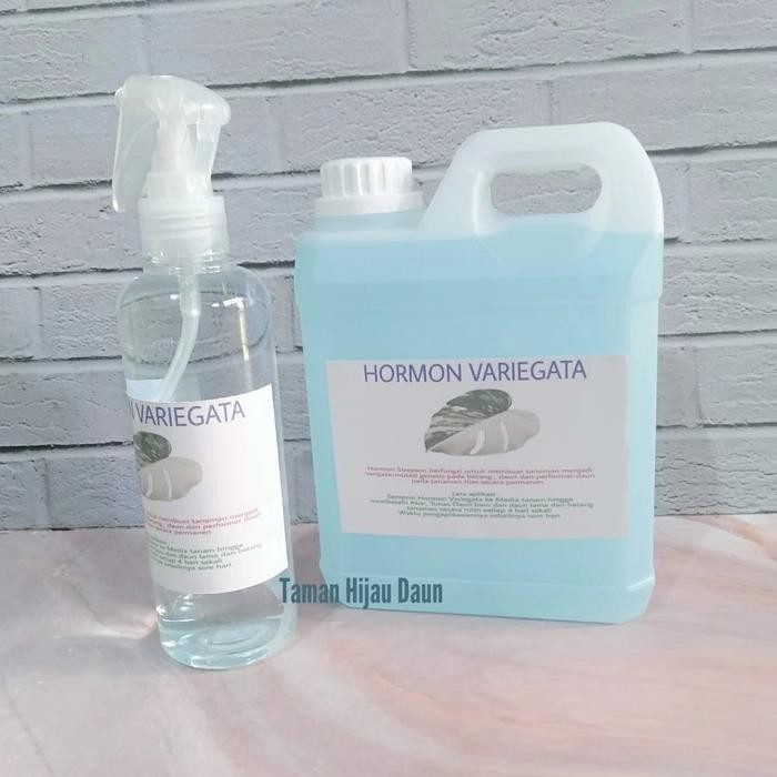 SM- Hormon Strepson Berfungsi Sebagai Hormon Variegata Pada Tanaman Hias