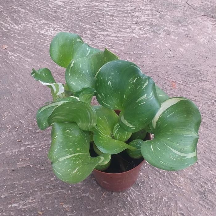 BERKUALITAS tanaman hias enceng gondok air, tanaman enceng gondok varigata