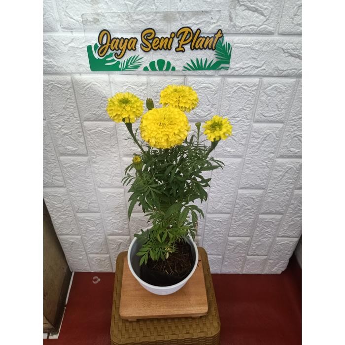 TANAMAN HIAS BUNGA MARIGOLD + POT PUTIH