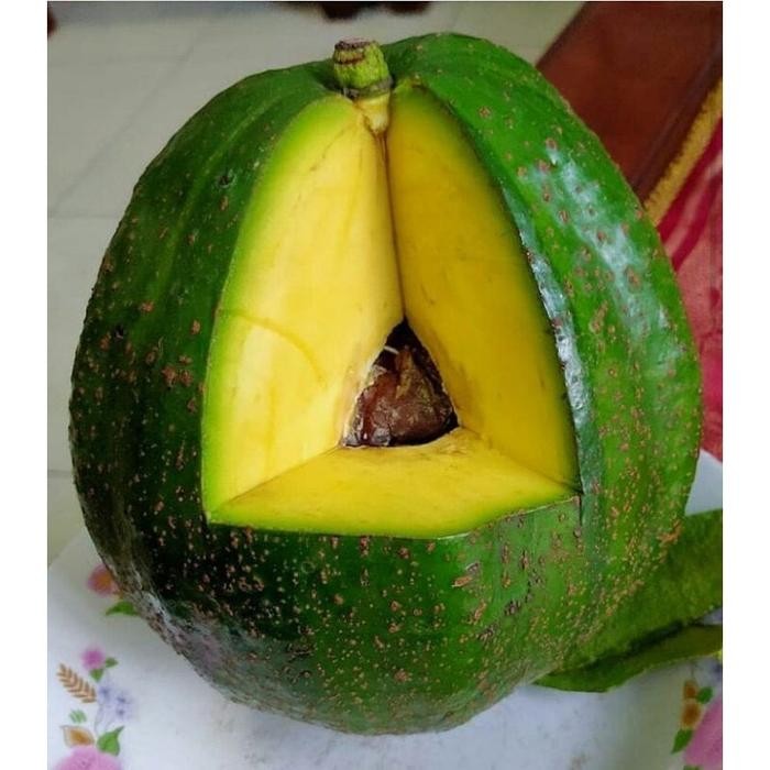 

Pilihan- Alpuket Mulusssss Atau Alpukat Mulussss