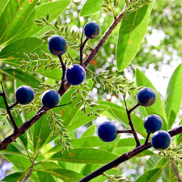 Terlaris - 10 Bibit Benih Buah Jenitri