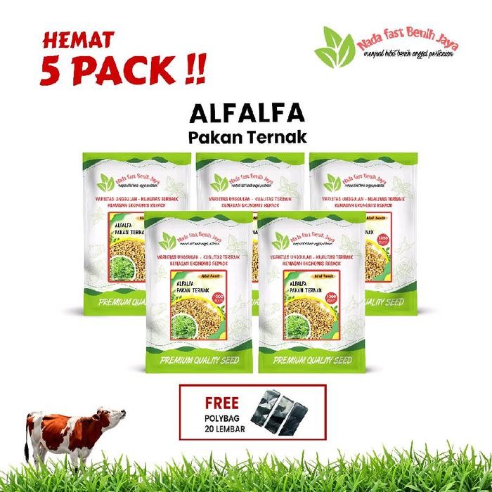 ASLI 5 Pack benih alfalfa - benih pakan ternak benih taan alfalfa READY STOCK
