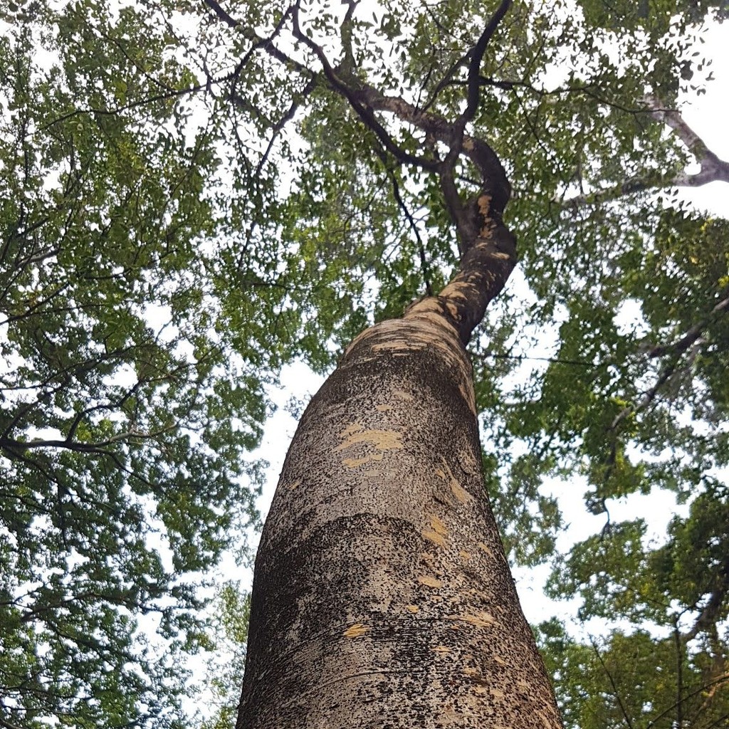 Flash Sale - 10 Gram Bibit Benih Pohon Merbau