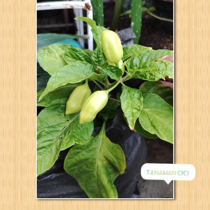 Stok Baru Tanaman cabai habenero cabai rawit impor cabai hitam cabai ungu ready