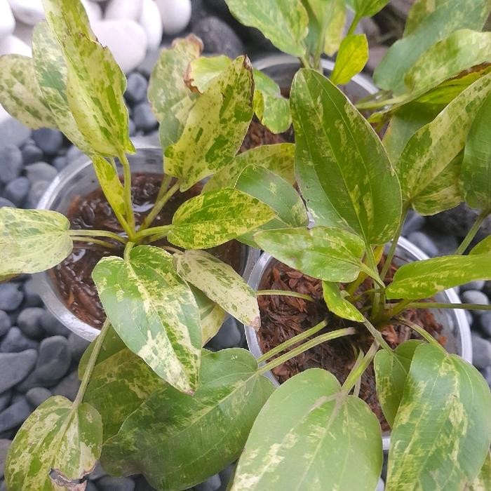 ID TANAMAN HIAS MELATI AIR VARIGATA DAUN SPICES HIJAU KUNING